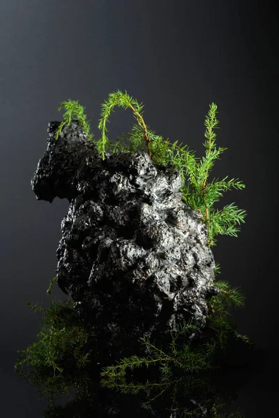 Ветви Можжевельника Серый Камень Темном Фоне — стоковое фото