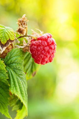 Bahçedeki dala olgun kırmızı ahududu yakın plan. Boşluğu kopyala.