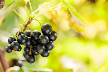 Bahçedeki dalda olgun siyah kuşüzümü var..
