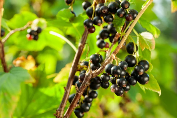 Bacche Ribes Nero Mature Sono Pronte Esser Raccolte Bacche Succose — Foto Stock
