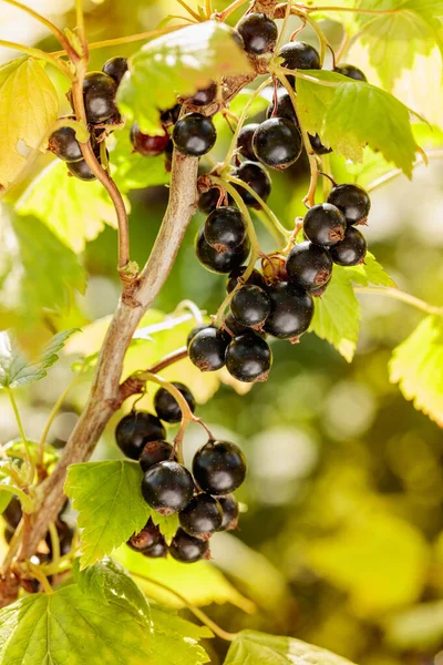 Close Ripe Black Currant Branch Garden —  Fotos de Stock