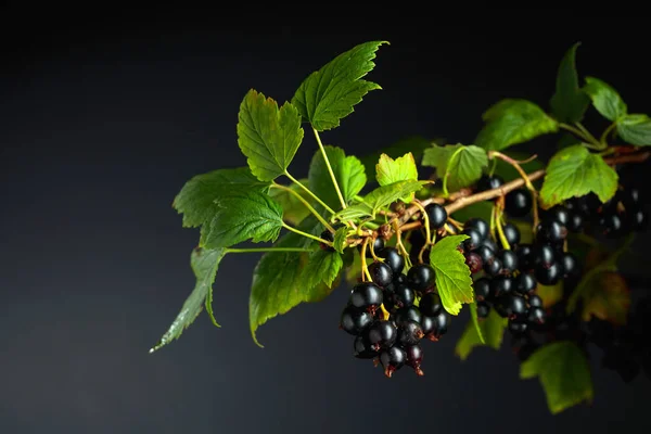 Black Currant Leaves Black Background — Photo