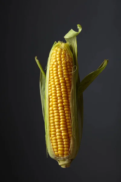 Fresh Corn Cobs Dark Background — Stockfoto