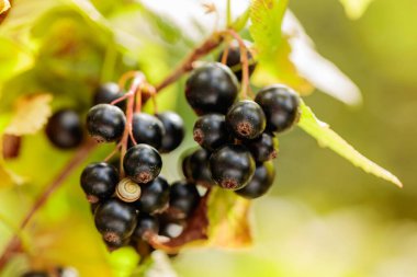 Bahçedeki dalda olgun siyah kuşüzümü var..