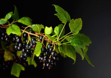 Siyah arka planda yaprakları olan siyah kuş üzümü..