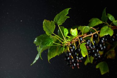 Black currant was sprinkled with water. Wet branch with berries on a black background.
