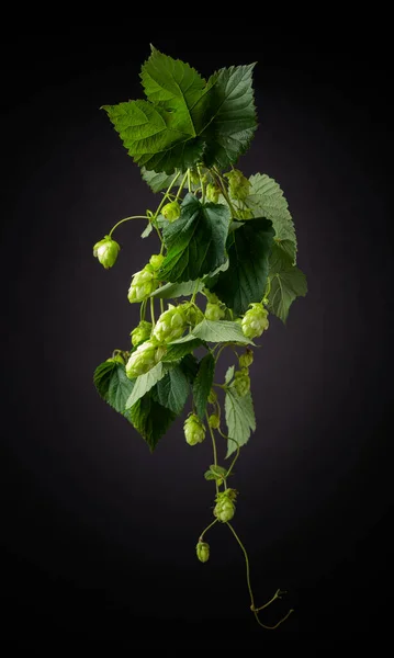 Blossoming hop with leaves on a black background.