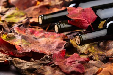 Red wine bottles and dried-up vine leaves. Copy space.