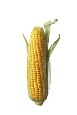Beyaz bir arka plan üzerinde izole koçanı üzerinde taze mısır.