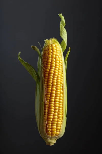 Fresh Corn Cobs Dark Background — 스톡 사진