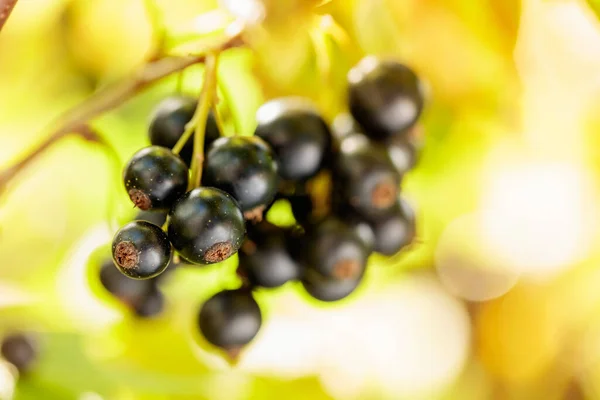 Primo Piano Ribes Nero Maturo Sul Ramo Del Giardino Dof — Foto Stock