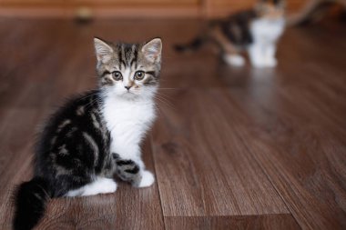 Şirin beyaz kedi yavrusu ahşap zeminde oturuyor. Hayvan bakımı. Seçici odak, bulanık arkaplan.