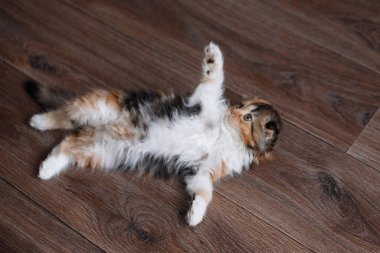 İskoç katlı tüylü kedi yavrusu ahşap zemine serilmiş komik. Hayvan bakımı. Seçici odak, bulanık arkaplan.