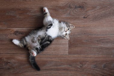 Şirin beyaz kedi yavrusu yerde yatıyor ve tahta zeminde dönüyor. Hayvan bakımı. Seçici odak, bulanık arkaplan.