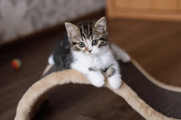 Söt Vit Grå Kattunge Leker Lurar Runt Trägolvet Sällskapsdjur Vård — Stockfoto