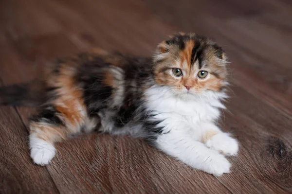 Highland Fold Gatito Esponjoso Escocés Encuentra Suelo Madera Cuidado Mascotas — Foto de Stock