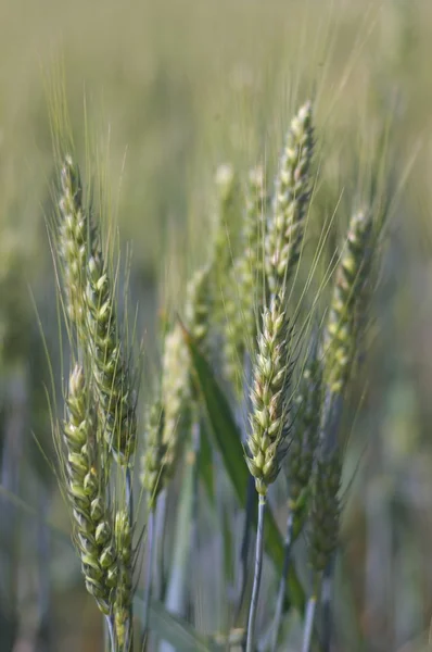 Kukuřice v letní pole — Stock fotografie