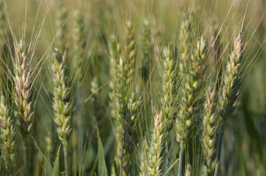 Mısır Yaz alanında