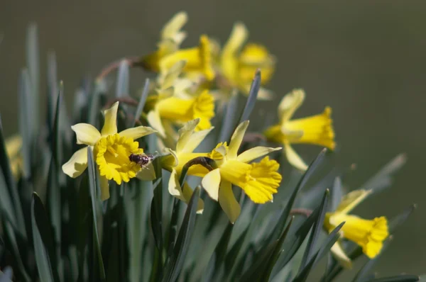 Narcisos amarillos — Foto de Stock