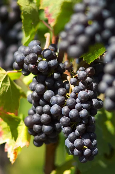 赤のワイン葡萄 — ストック写真