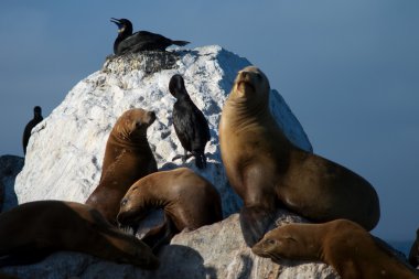 vahşi deniz aslanları