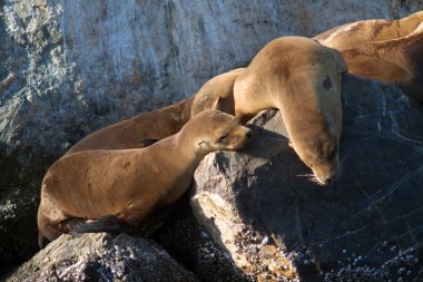 vahşi deniz aslanları