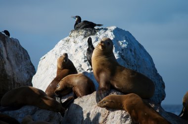 vahşi deniz aslanları
