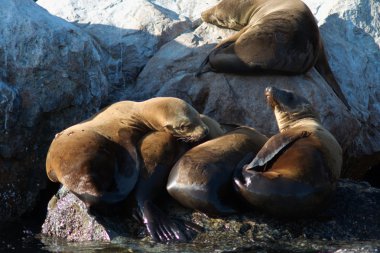 vahşi deniz aslanları