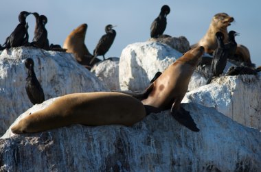 vahşi deniz aslanları