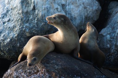 vahşi deniz aslanları
