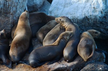 vahşi deniz aslanları
