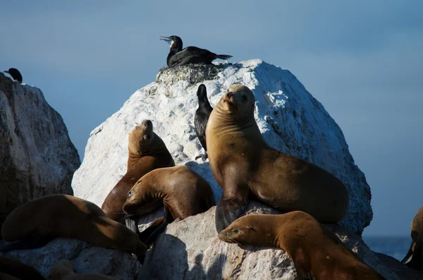 vahşi deniz aslanları