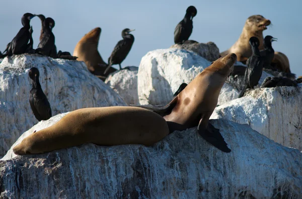 vahşi deniz aslanları