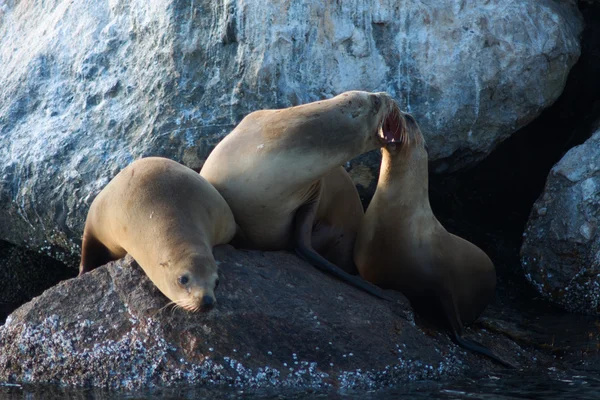vahşi deniz aslanları