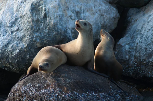 vahşi deniz aslanları
