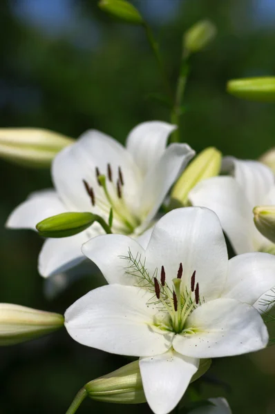 Witte tuinbloemen — Stockfoto
