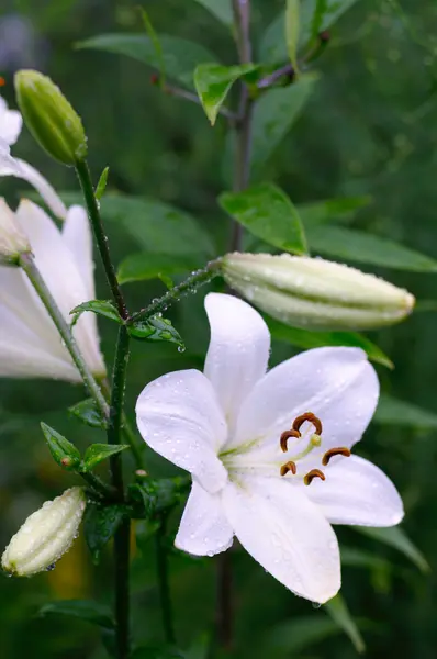 Witte tuinbloemen — Stockfoto