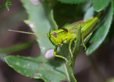 çim yeşil çekirge