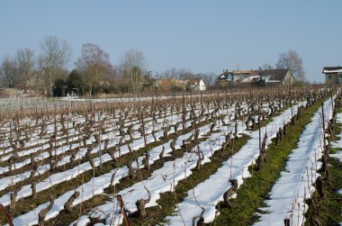 çiftlik evleri ve üzüm bağları