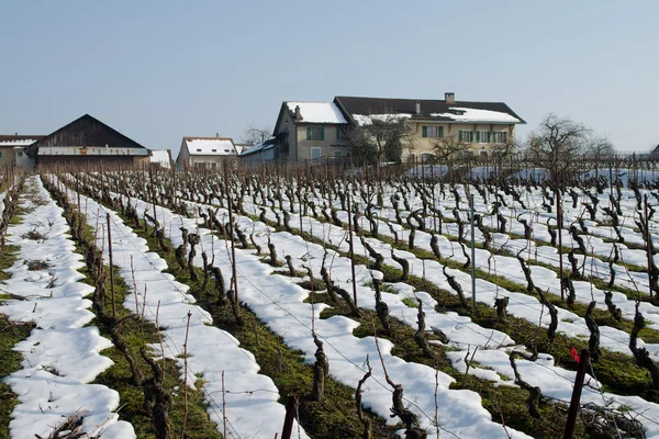 Farm houses and vineyards — Stock Photo, Image