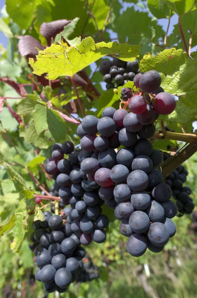 Uvas de vid roja —  Fotos de Stock