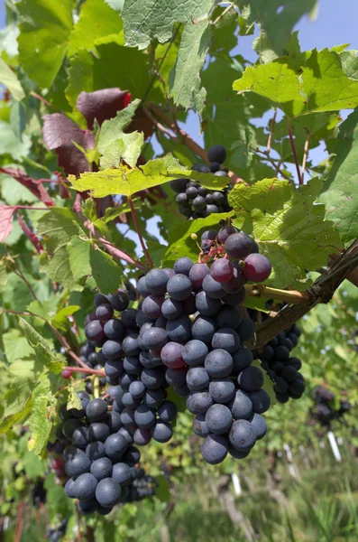 Uvas de vid roja —  Fotos de Stock