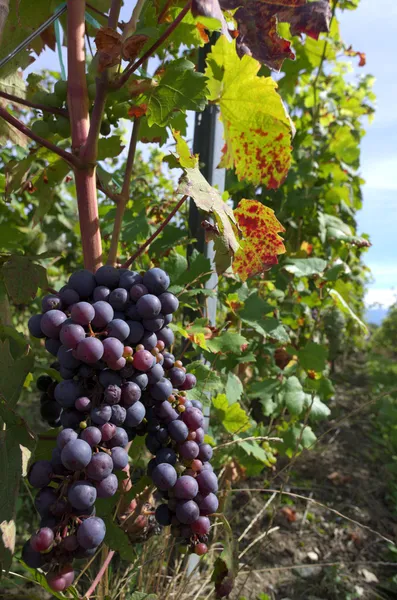 Uvas de vid roja — Foto de Stock