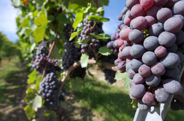 Uvas de vid roja —  Fotos de Stock