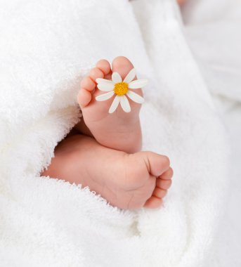sevimli bebek ayak küçük beyaz papatya ile