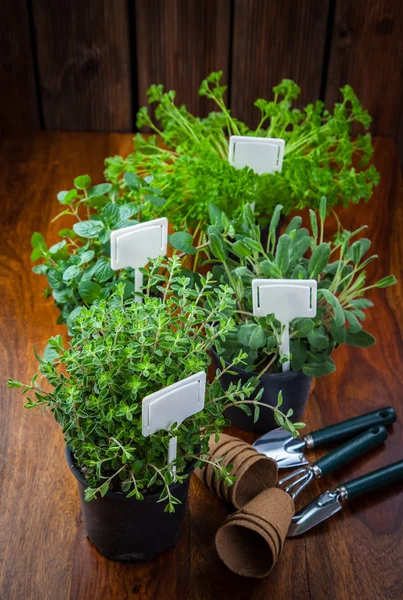 Különböző gyógynövények ültetése — Stock Fotó