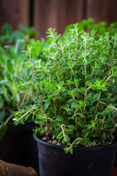 Herbs for planting — Stock Photo, Image
