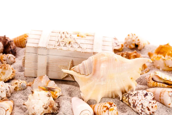 Fondo con conchas marinas y cofre del tesoro — Foto de Stock