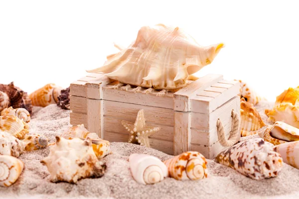 Fondo con conchas marinas y cofre del tesoro —  Fotos de Stock