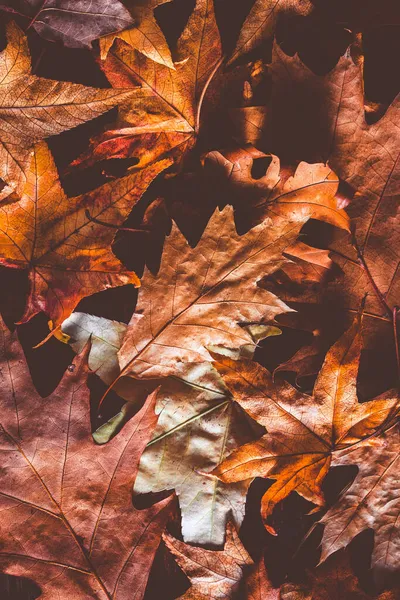 秋の紅葉を背景に — ストック写真
